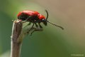 Macro in eigen tuin